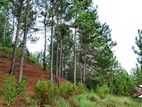 Beautiful land plots sale in Ella