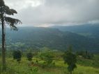 Beautiful Lands for Sale in Nuwaraeliya Pudaluoya