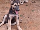 Long Coat German Shepherd Female Puppies