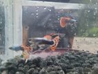 Male Guppies