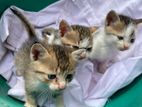 Kittens for Kind Home