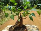 Boo Bonsai Plant