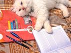 Persian Cat