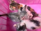 Persian Kittens