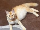 Persian Kittens
