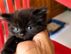 Persian Kittens