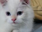 Beautiful Persian White Male Kitten