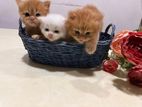 Pure Persian Kittens