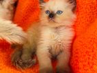 Beautiful Purebred Himalayan Kittens – Female
