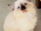 Beautiful Purebred Himalayan Kittens – Female