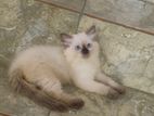 Beautiful Purebred Himalayan Kittens – Female