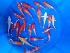 Beautiful Sl Koi Fish