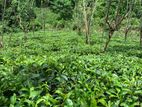 Beautiful Tea Cinnamon Land For Sale Baddegama