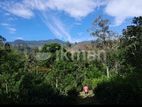 Beautiful Tea Estate for Sale Near Haputale