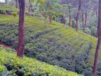 Beautiful Tea Land for Sale in Gampola