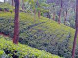 Beautiful Tea Land for Sale in Gampola