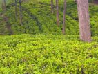 Beautiful Tea Land for Sale in Gampola