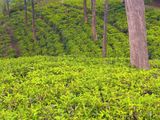 Beautiful Tea Land for Sale in Gampola