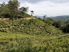 Beautiful Tea Land for Sale Near Bandarawela