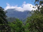 Beautiful Tea Land in The Misty Hills of Haputale