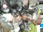 Terrier Puppies