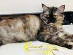 Tortoiseshell Female Persian