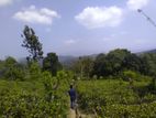 Beautiful View Point Tea Land for Sale Gampola