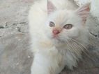 Beautiful White Persian kittens (male)