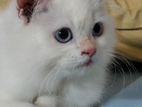 Beautiful White Persian Male Kitten