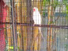 Beautiful White Ringneck Pair