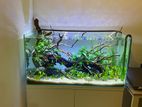 Designed Planted Fish Tank