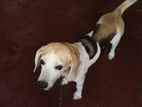 Beagle Dog for Kind Home