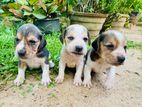 Beagle Puppies