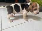 Beagle Puppy