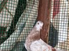 Pigeons