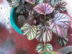 Begonias Plants