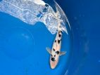 Bekko Koi Fish