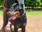 Rottweiler Puppies