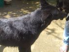 Belgiam Sheepdog