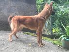 Belgian Shepherd Female