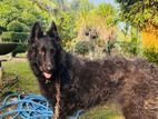 Belgian Shepherd Dog for Kind Home