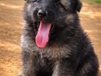 Belgian Shepherd Puppies