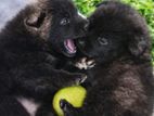 Belgian Shepherd Puppies