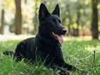Belgian Shepherd