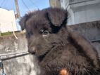 German Belgian Shepherd Puppies
