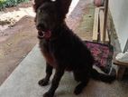 Belgian Shepherd Puppy