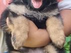 Belgian shepherd puppy