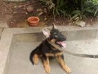 Belgian shepherd puppy