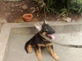 Belgian shepherd puppy