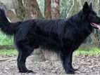 Belgian Shepherd Dog